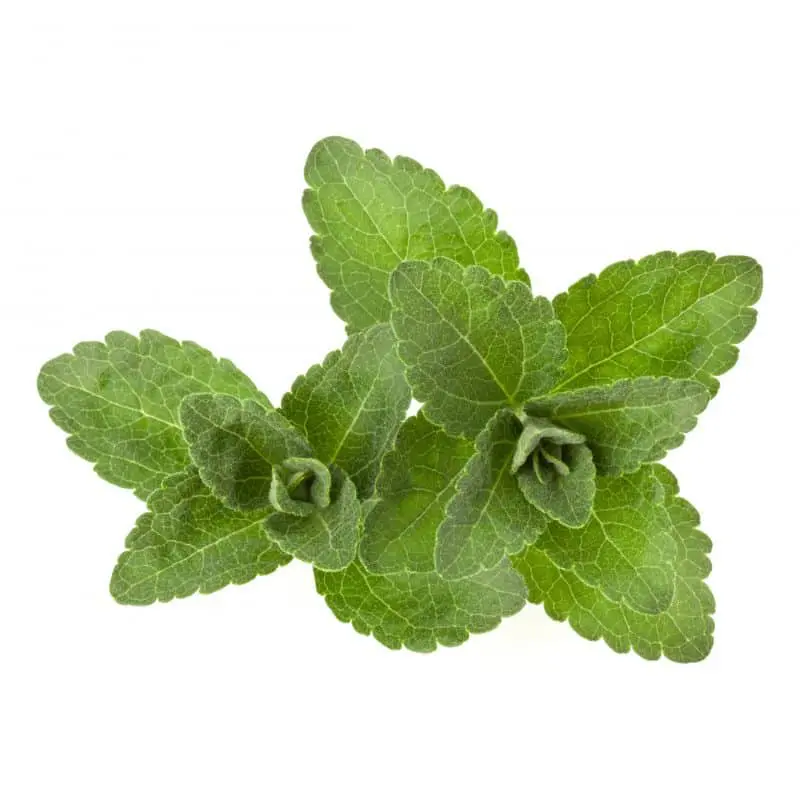 5つの砂糖代替品とその健康性は? 1 stevia leaves pieces isolated om white background MBG5YWJ