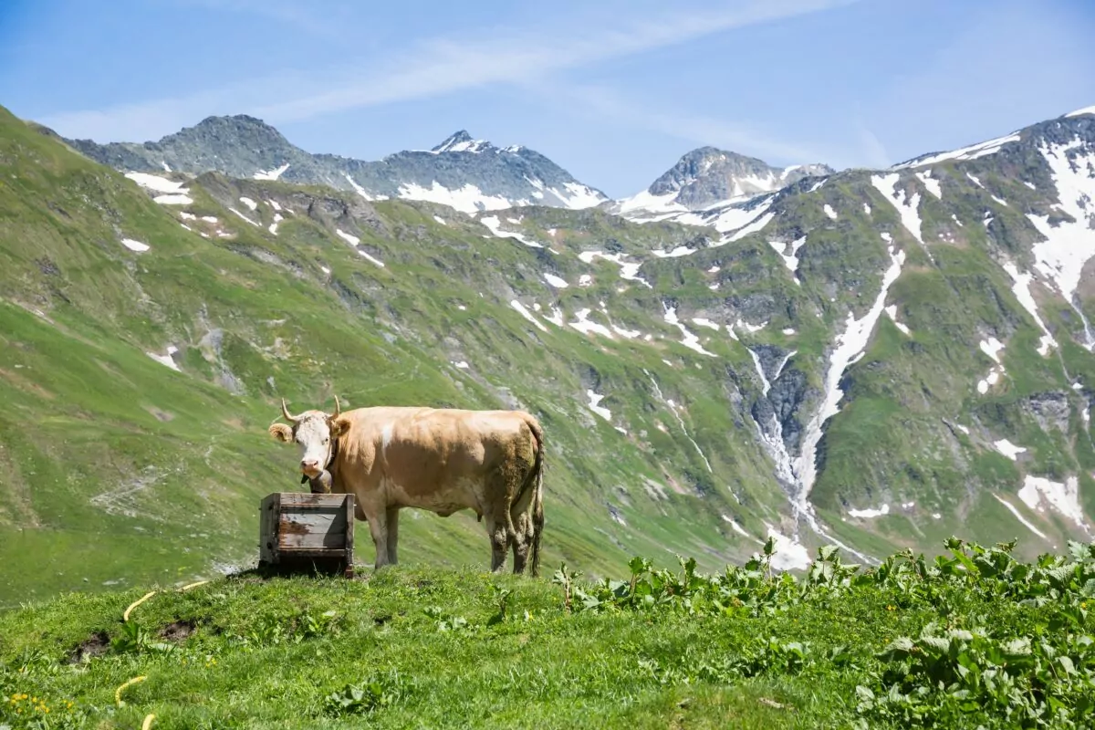 Switzerland and cows