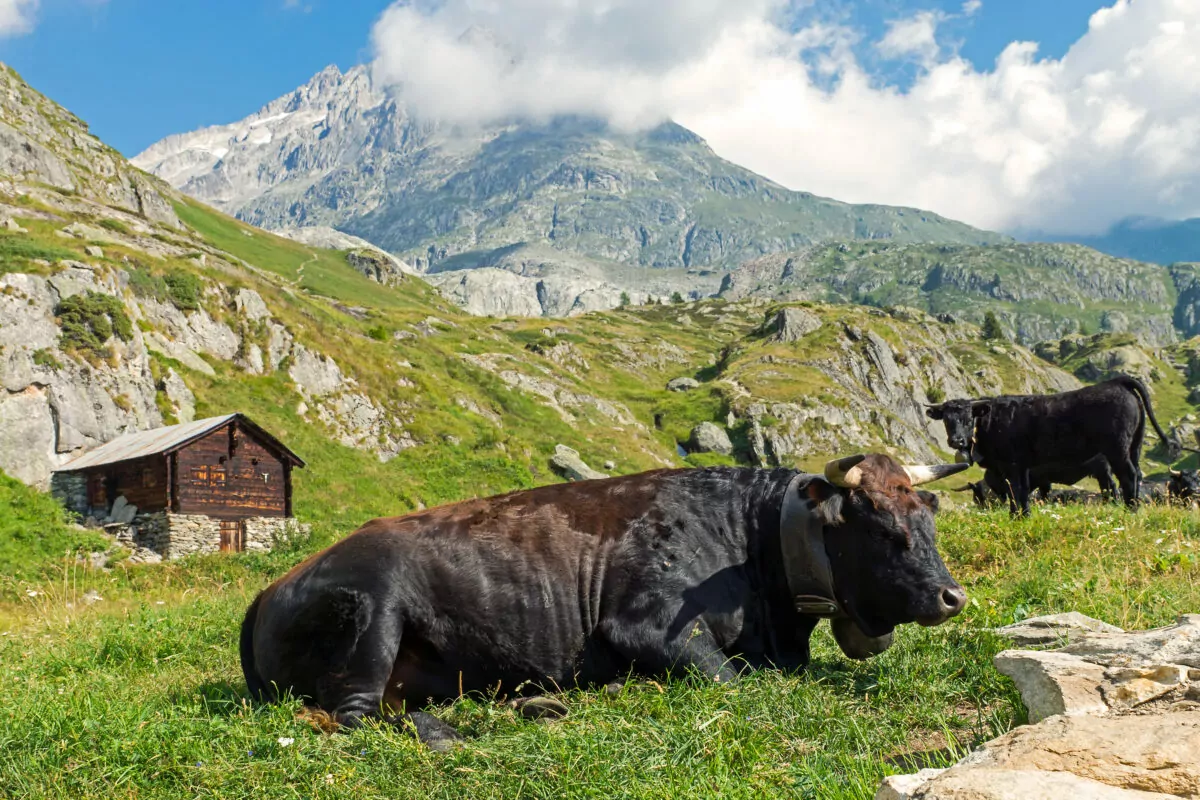 स्विट्जरलैंड और गायें