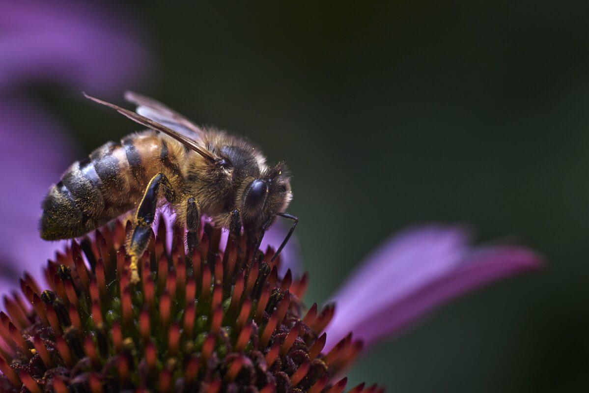 דבורת דבש יושבת על גבי פריחה סגולה יפה.