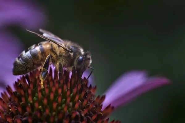 A honeybee perched atop a beautiful purple bloom.